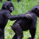 Two young bonobos in the Lola ya Bonobo wildlife park.